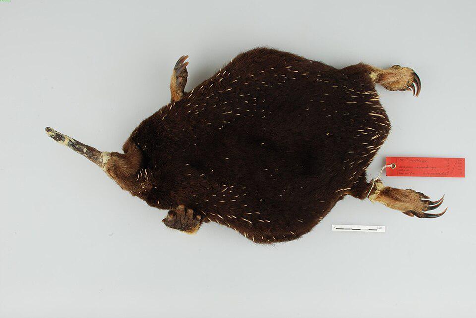 Zaglossus_attenboroughi_Flannery.jpg