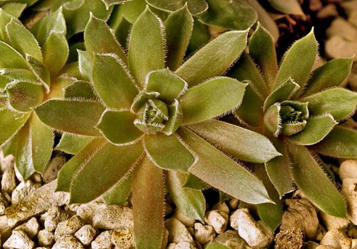 potret sempervivum (commons.wikimedia.org/Terragio67)