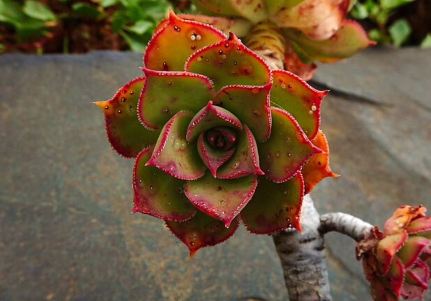potret aeonium  (commons.wikimedia.org/Santamarcanda)