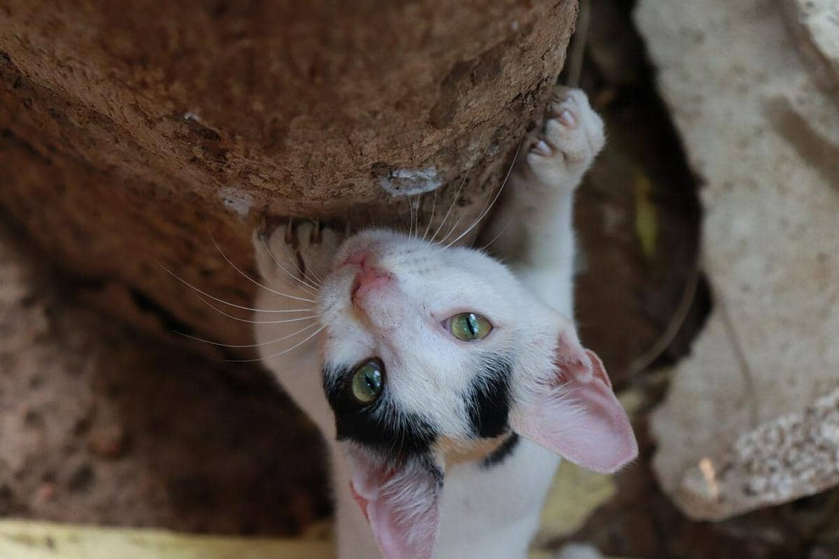 ilustrasi kucing memanjat