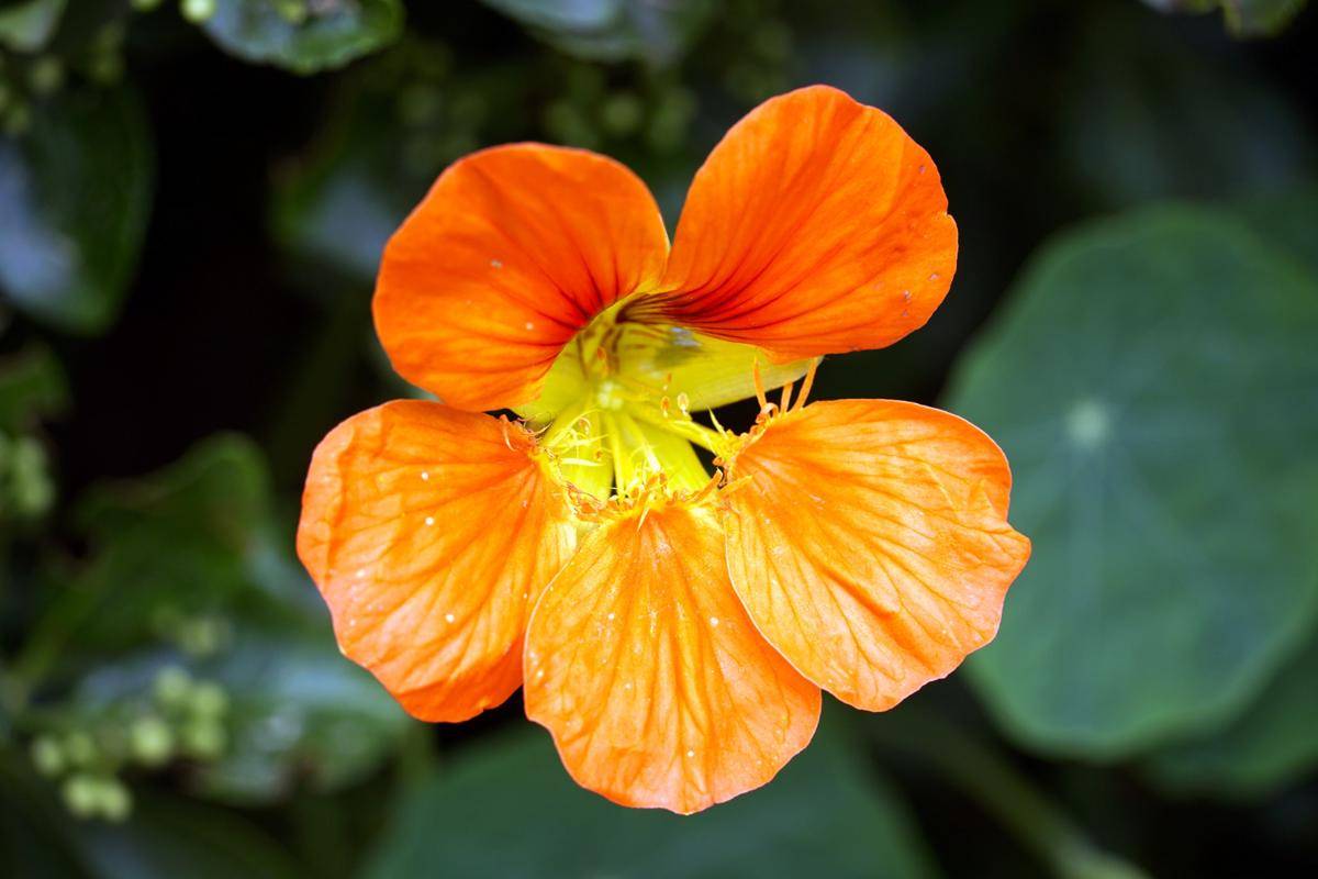 Ilustrasi bunga nasturtium (freepik.com/wirestock)