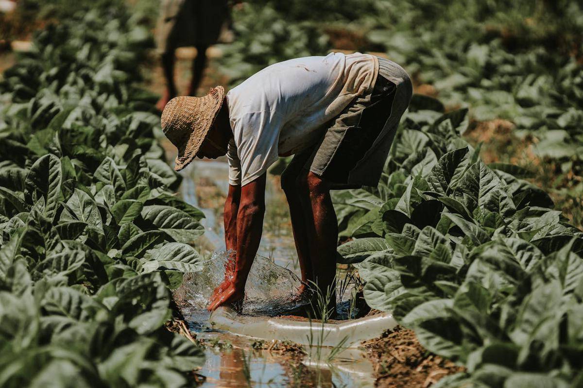 ilustrasi petani merawat tanaman tembakau secara tradisional (pexels.com/Setengah Lima Sore)