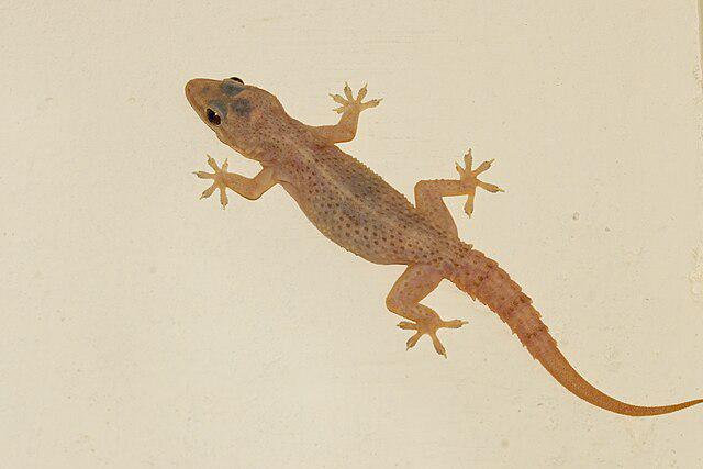 ilustrasi cicak transparan (commons.wikimedia.org/Vengolis)