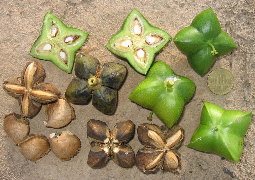 Plukenetia volubilis (Euphorbiaceae) atau sacha inchi. Spesies Amazon dengan biji yang dapat dimakan. Lokasi: Pucallpa, Ucayali, Peru. (commons.wikimedia.org/Michael Hermann)