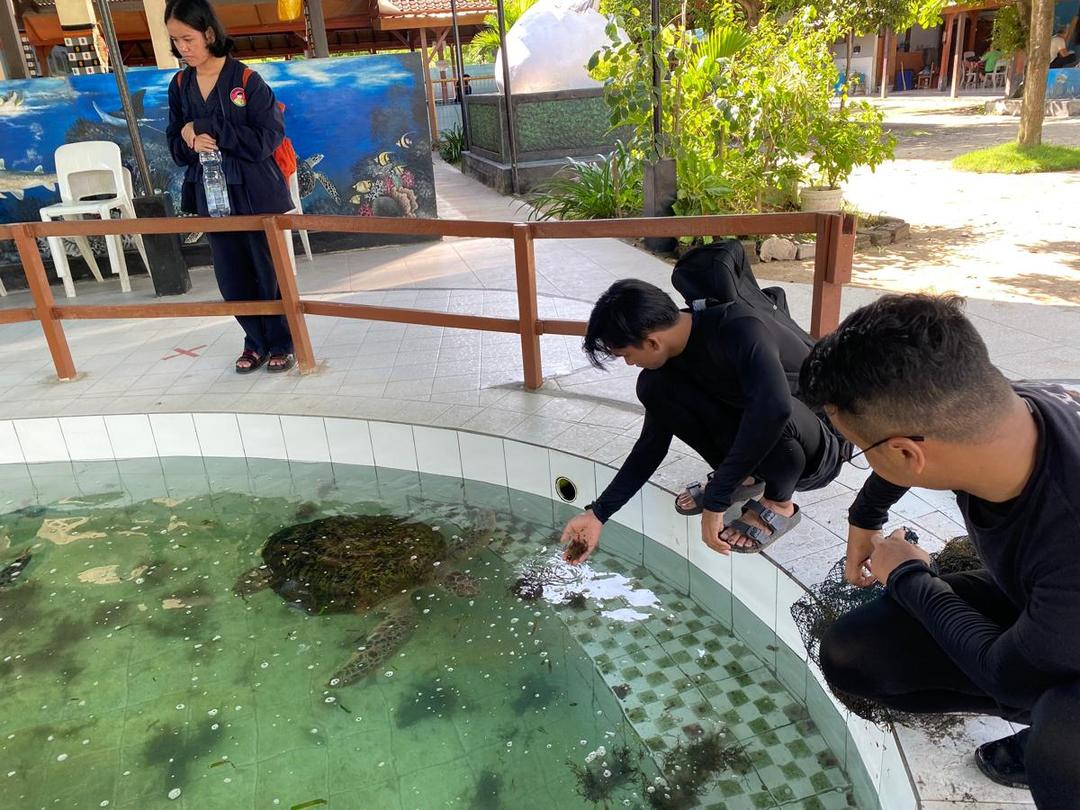 Feeding seaweed to turtles at the rehabilitation center_Serangan_Januari2024_WWF-IndonesiaChaerulAhadi.jpg
