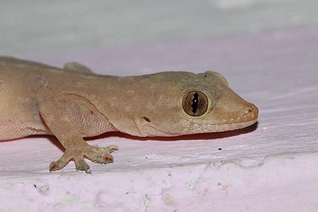 ilustrasi cicak transparan (commons.wikimedia.org/Firos AK)