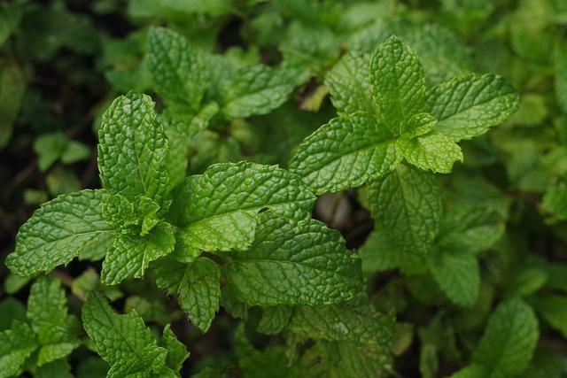 Ilustrasi daun mint (pixabay.com/chrisccp)