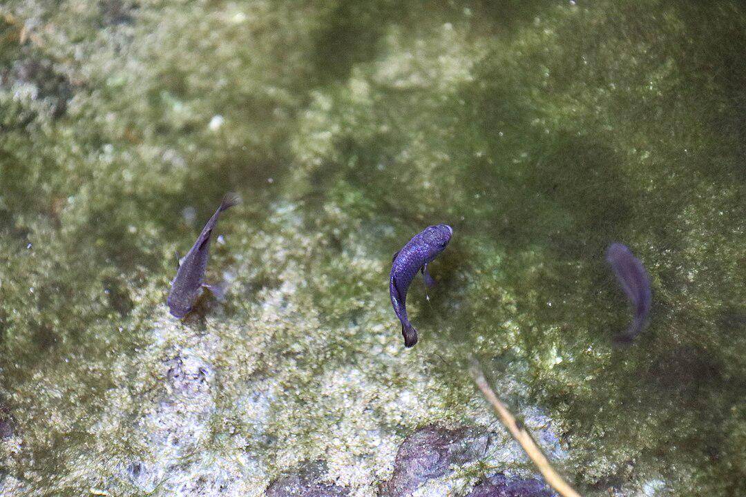 ilustrasi ukuran tubuh Devil's Holes Pupfish 