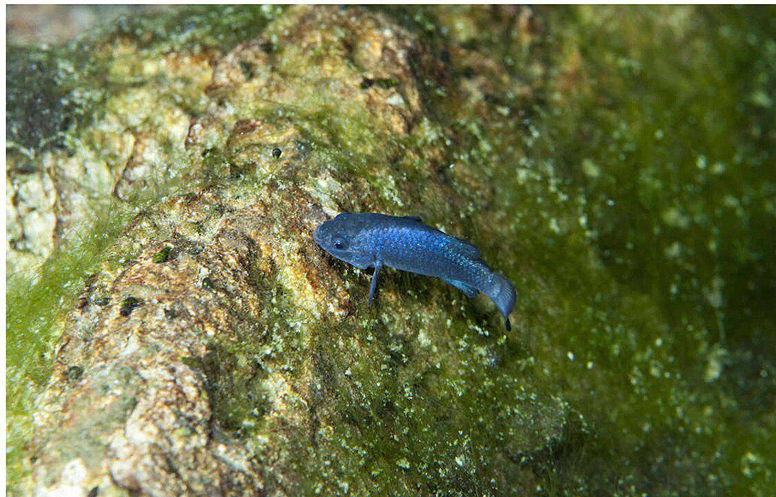 ilustrasi Devil's Holes Pupfish