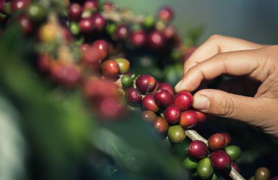 ilustrasi biji kopi (freepik.com/freepik
