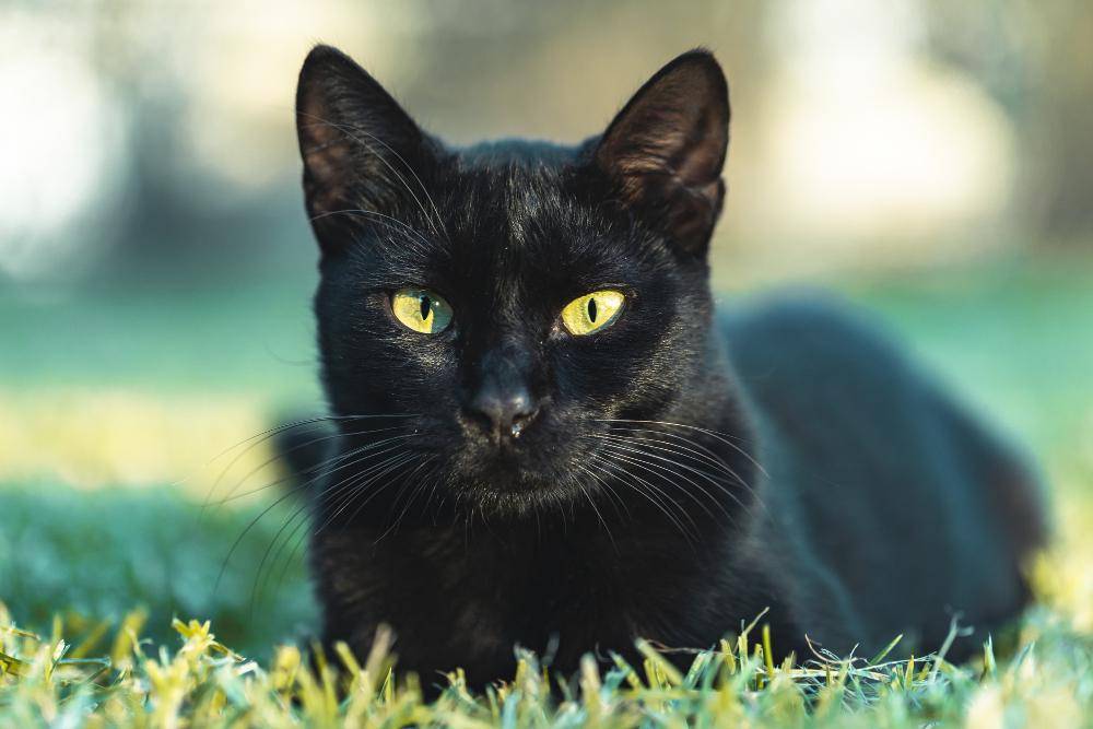 Potret kucing hitam