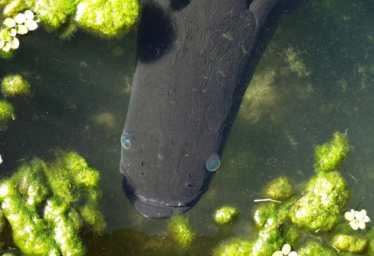 ikan arapaima