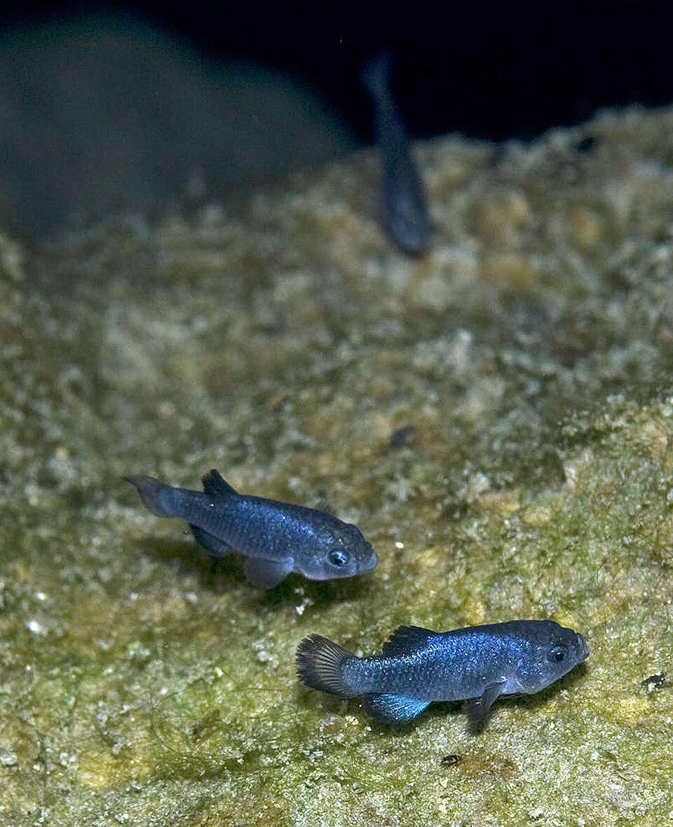 ilustrasi habitat Devil's Holes Pupfish