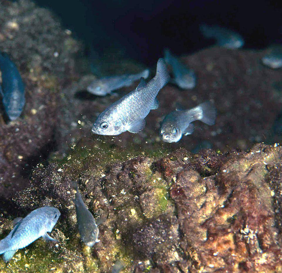 ilustrasi Devil's Holes Pupfish