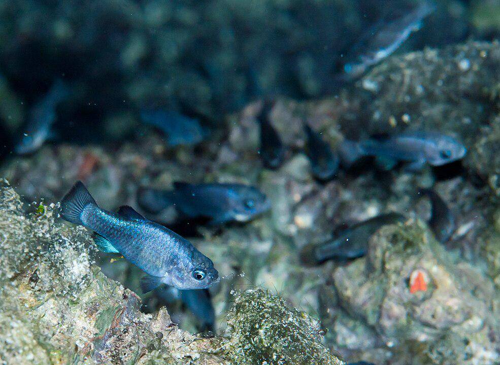ilustrasi Devil's Holes Pupfish