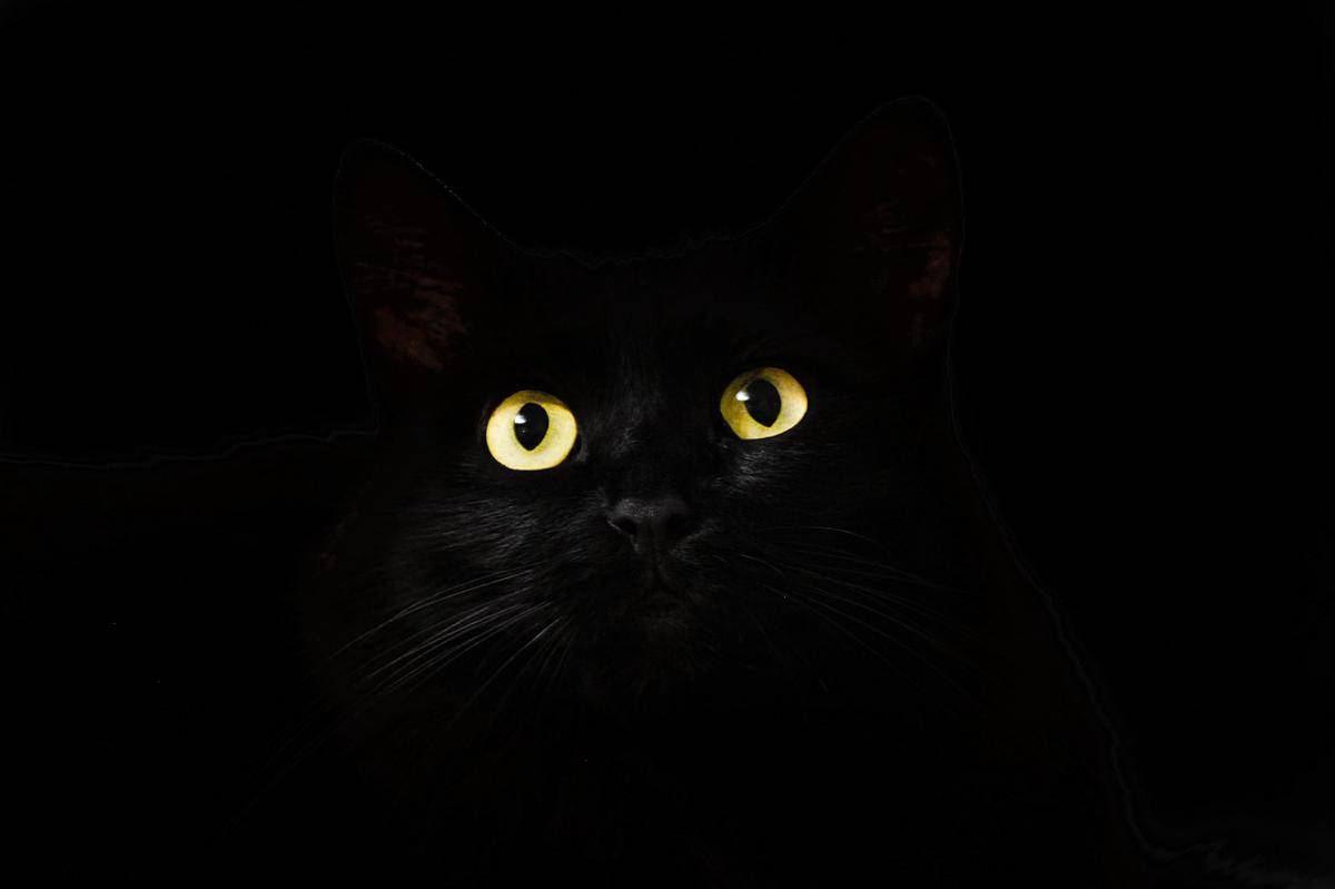Kucing hitam (pixabay.com/Mihail_hukuna)  