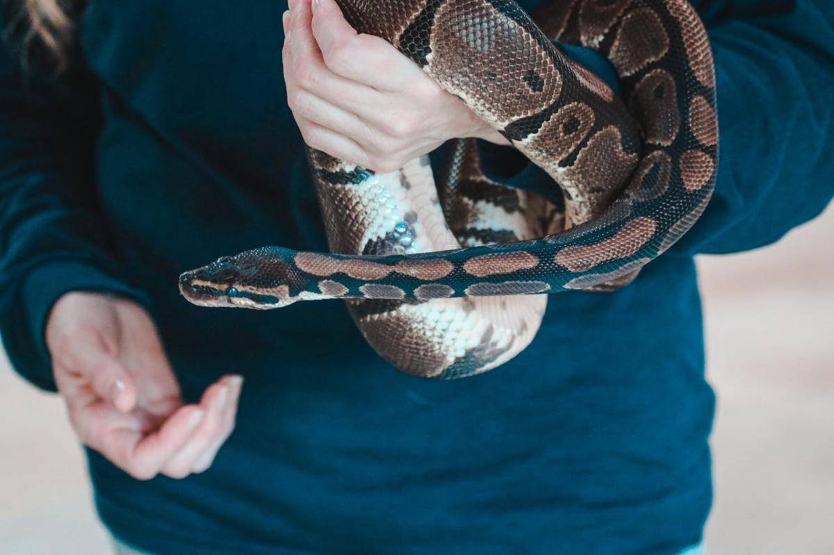 ular sanca (pexels.com/Davyd Bortnik)