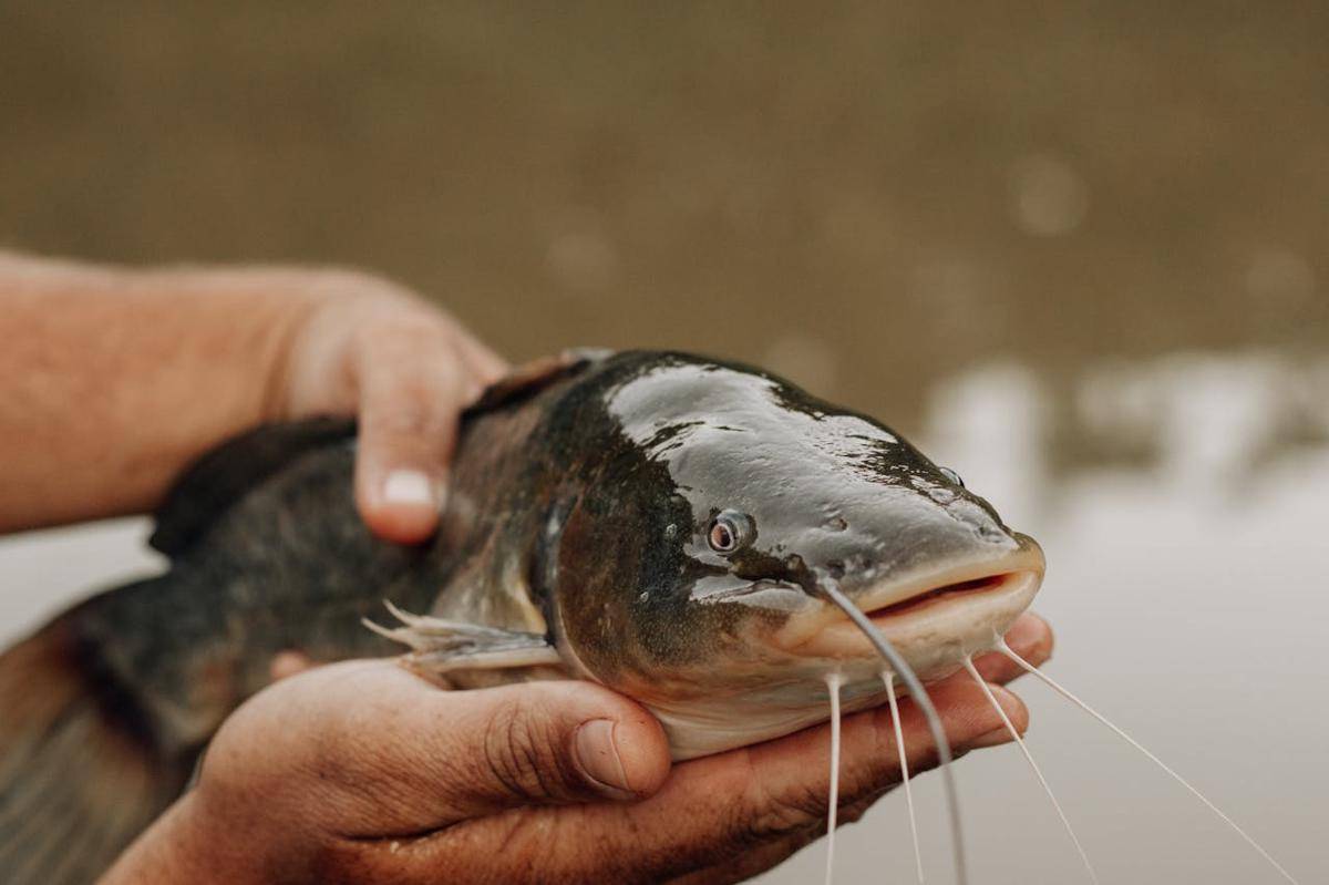 ikan lele, ikan dengan ketahanan tubuh tinggi