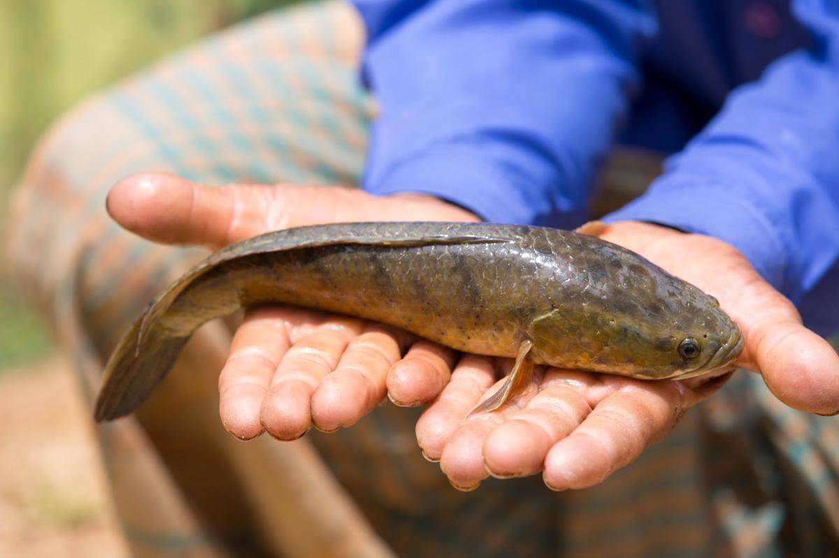 ikan gabus