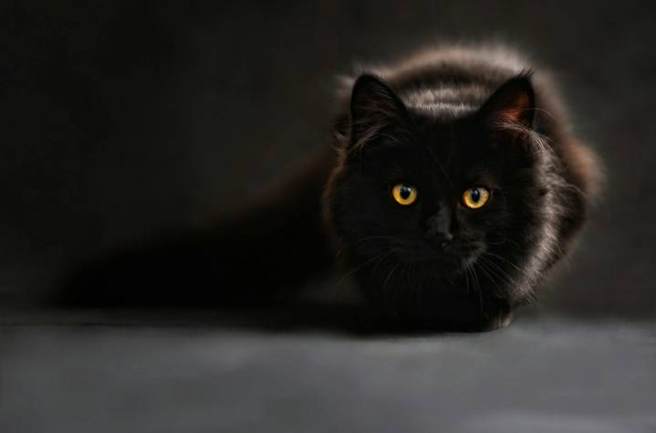 Potret kucing hitam