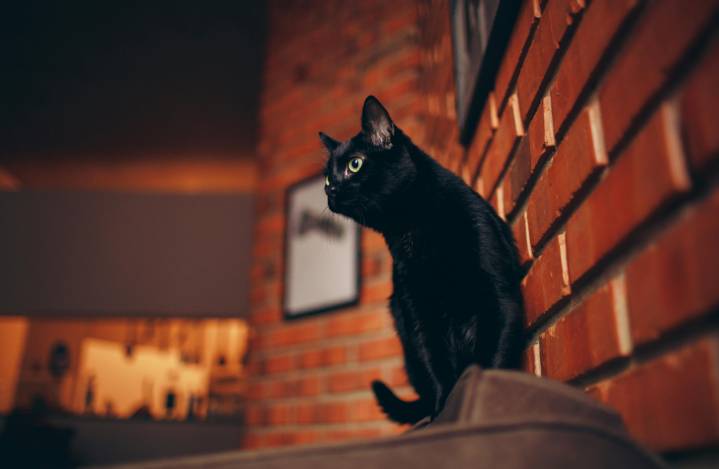 Kucing hitam
