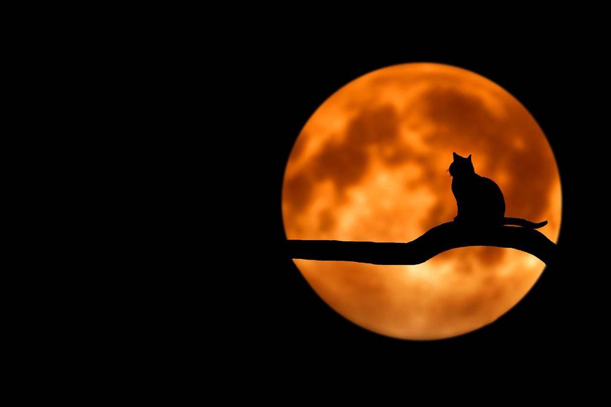 Ilustrasi kucing di dahan pohon