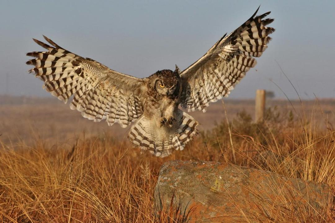 apakah-burung-hantu-boleh-dipelihara-kebutuhan-biologis_fdeacb15-a808-4e24-a592-15e42a68c1d2.jpeg