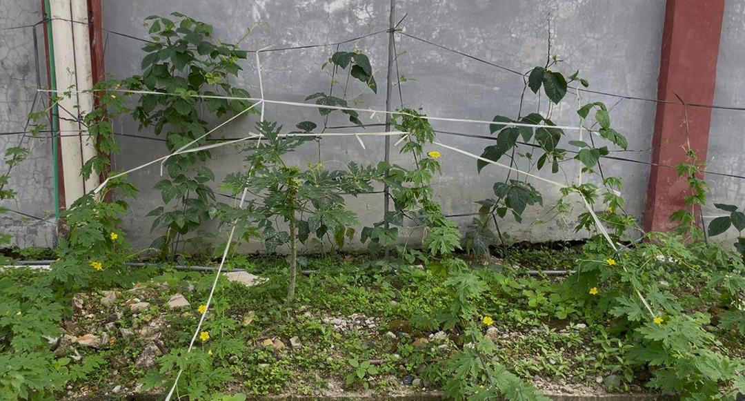 Tanaman sayur di Lapas Perempuan Padang (Foto: IDN Times/Halbert Caniago)