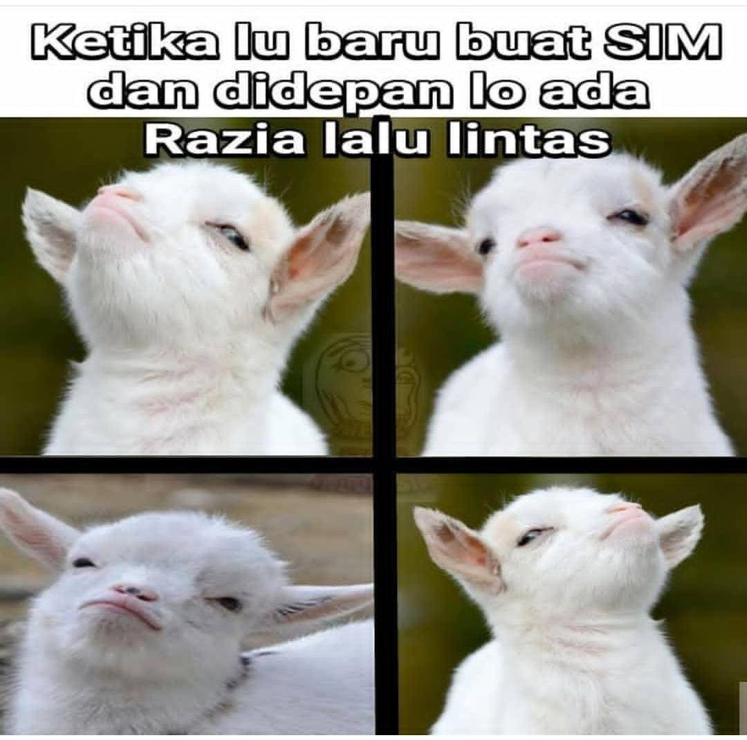 Meme razia (instagram.com/santainaja)