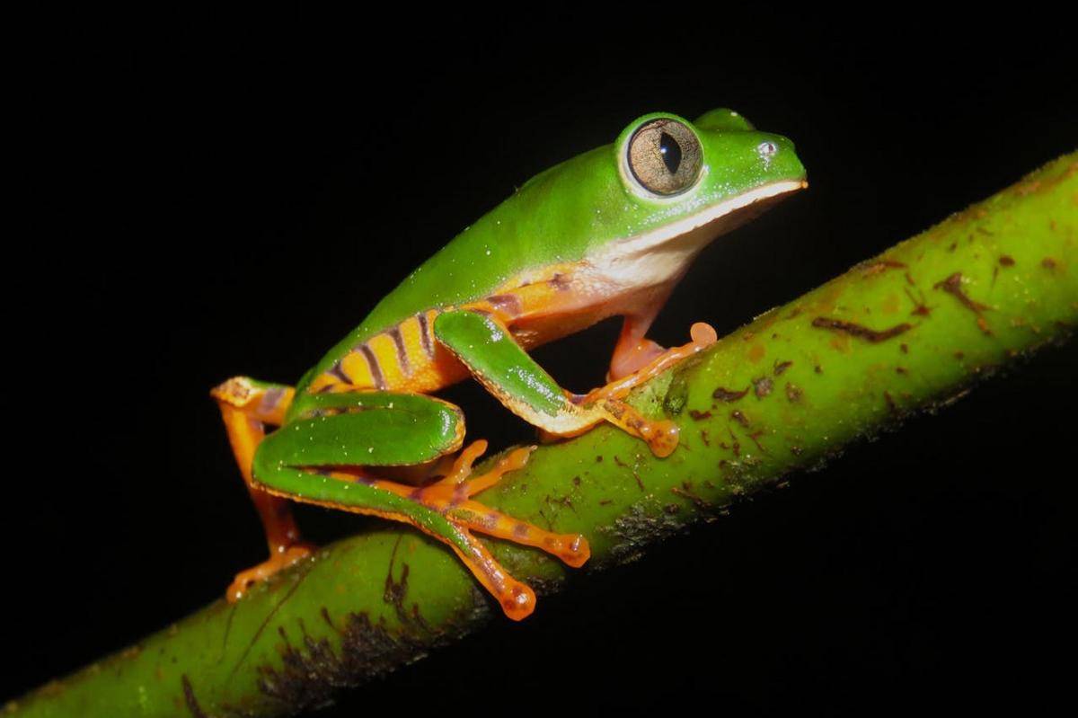 Splendid leaf frog