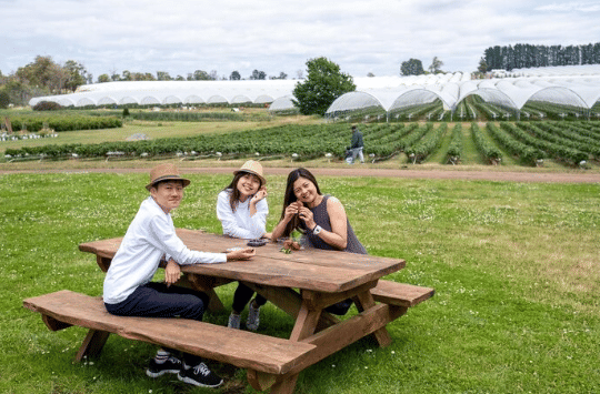 ilustrasi agrowisata (freepik.com/jcomp