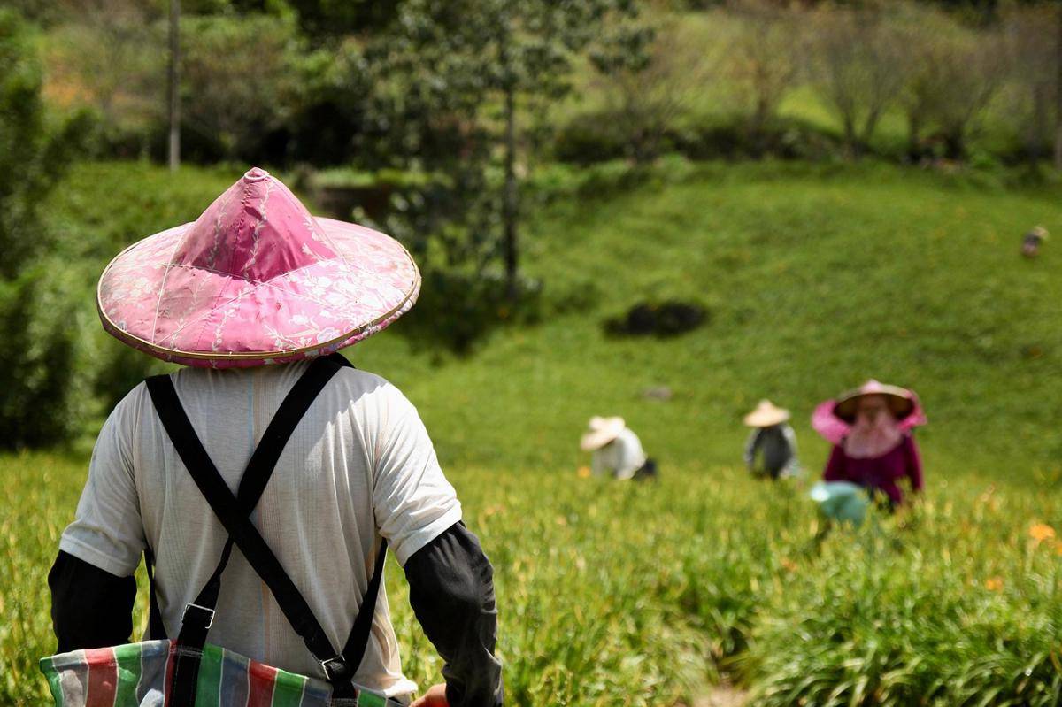 Gambar petani sedang di ladang. (pixabay/pb29)