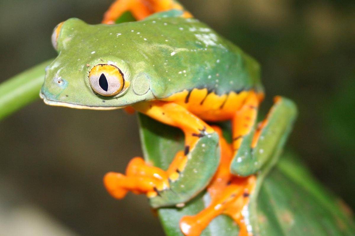 Splendid leaf frog