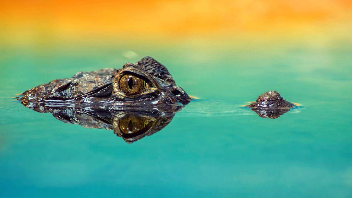 ilustrasi buaya