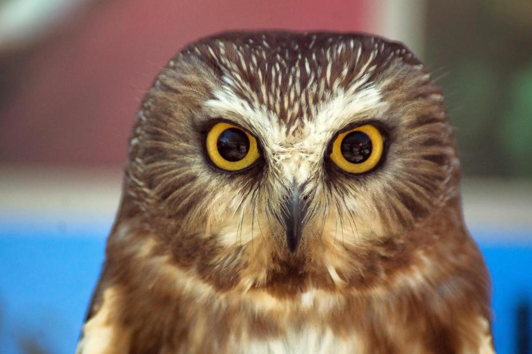 5 Fakta Unik Burung Hantu Saw-whet, Bersuara Mirip Gergaji!