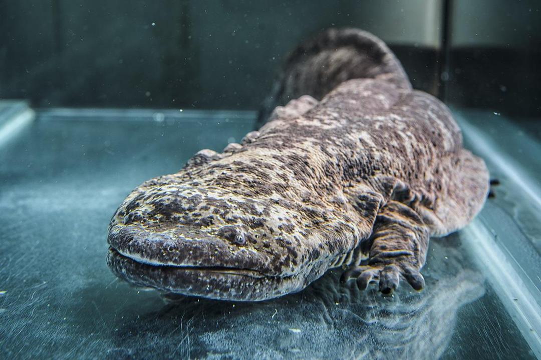 5 Salamander Terbesar di Dunia, Panjang Maksimalnya Mencapai 1,8 meter!