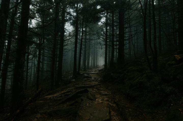 6 Fakta Unik Hutan Hitam di Jerman, Apakah Selalu Gelap?