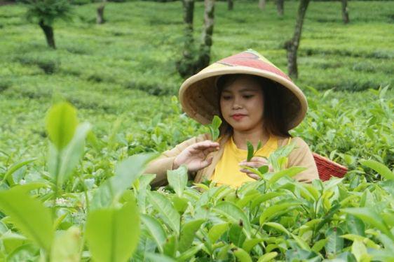 4. Kebun Teh Wonosari Lawang.jpg