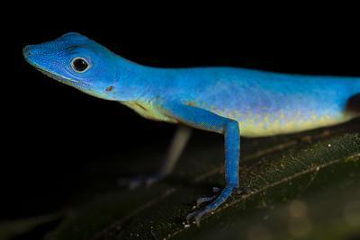 5 Fakta Anole Biru, Kadal Biru Eksotis Asal Kolombia