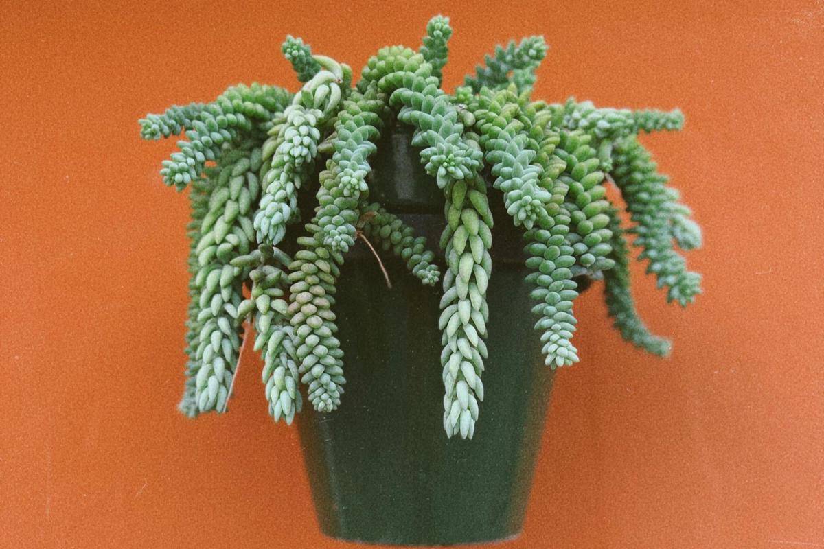 ilustrasi tanaman sedum morganianum (pexels.com/Lara Farber)