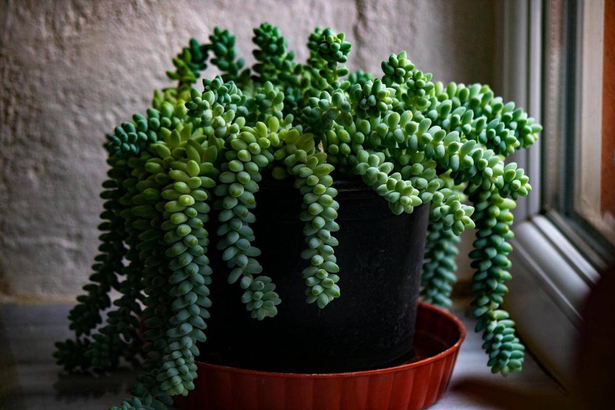 ilustrasi tanaman sedum morganianum (pexels.com/Orhan Akbaba)