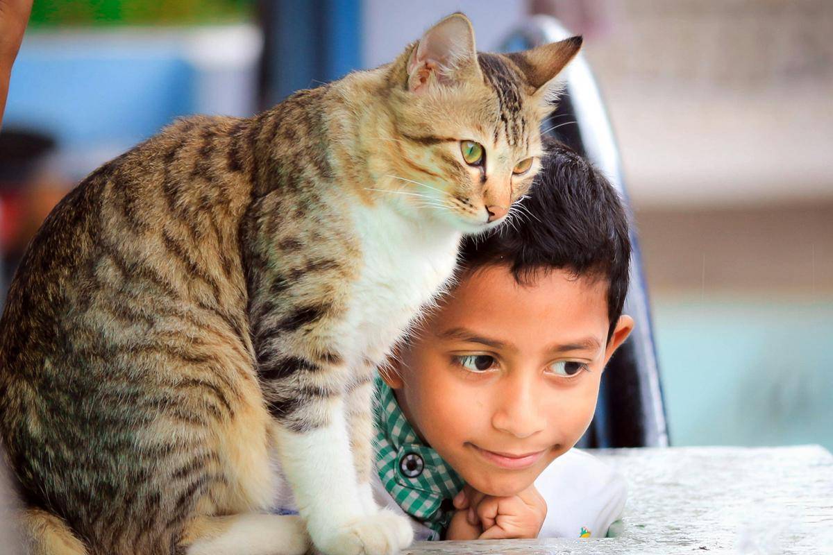 ilustrasi memelihara kucing