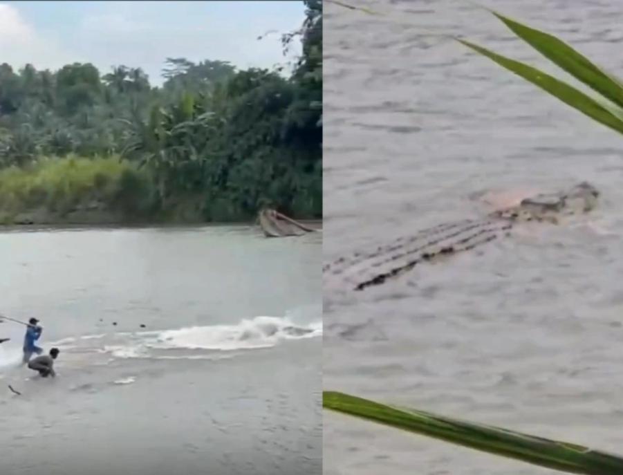 Geger! Warga Tanggamus Serang Buaya sedang Gigit Pria Lansia