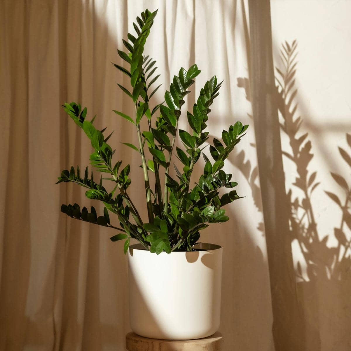 ilustrasi zz plant (unsplash.com/feey)