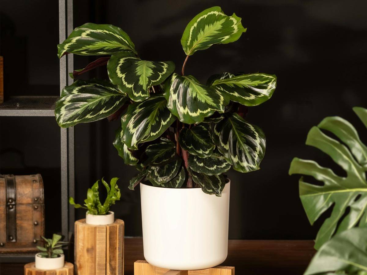 ilustrasi tanaman calathea roseopicta (unsplash.com/feey)