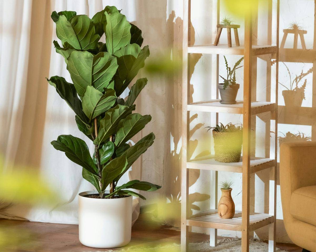 ilustrasi tanaman fiddle leaf fig (unsplash.com/feey)