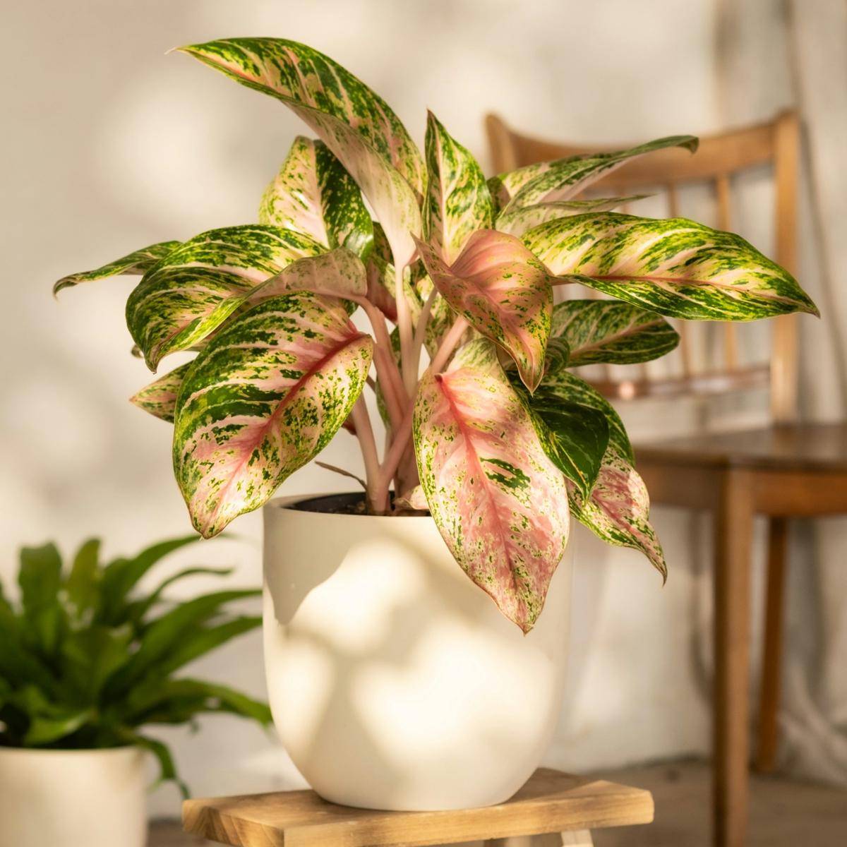 ilustrasi tanaman aglaonema (unsplash.com/feey)