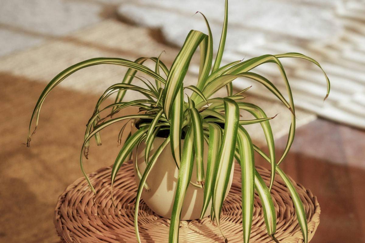 ilustrasi spider plant (unsplash.com/feey)