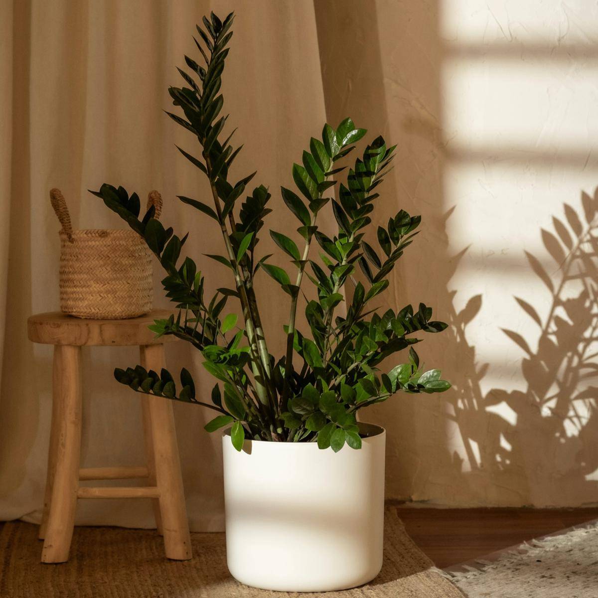 ilustrasi zz plant (unsplash.com/feey)
