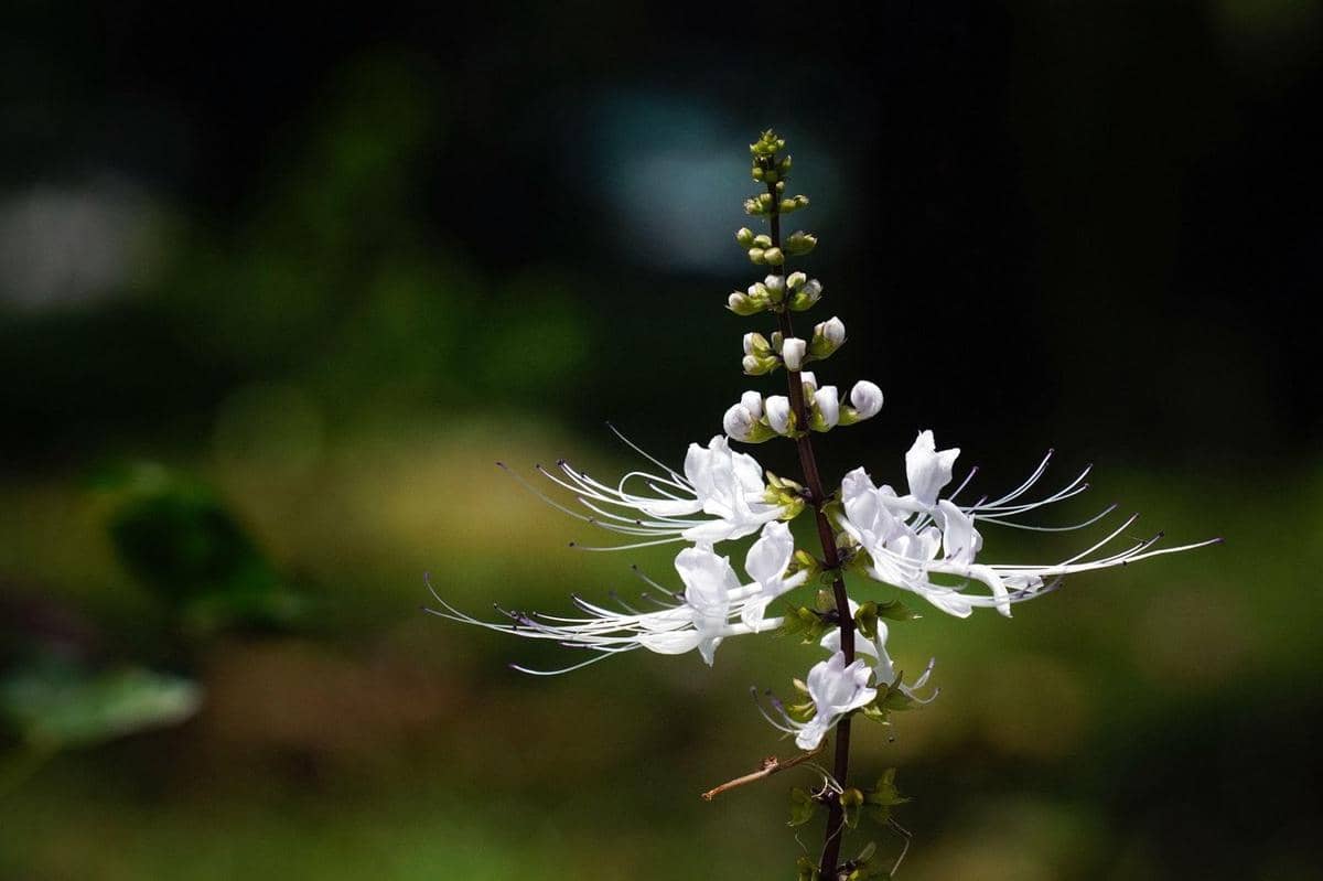 ilustrasi kumis kucing (pixabay.com/ignartonosbg)
